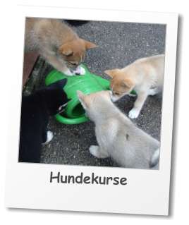 Hundekurse